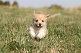 CORGI PEMBROKE 112